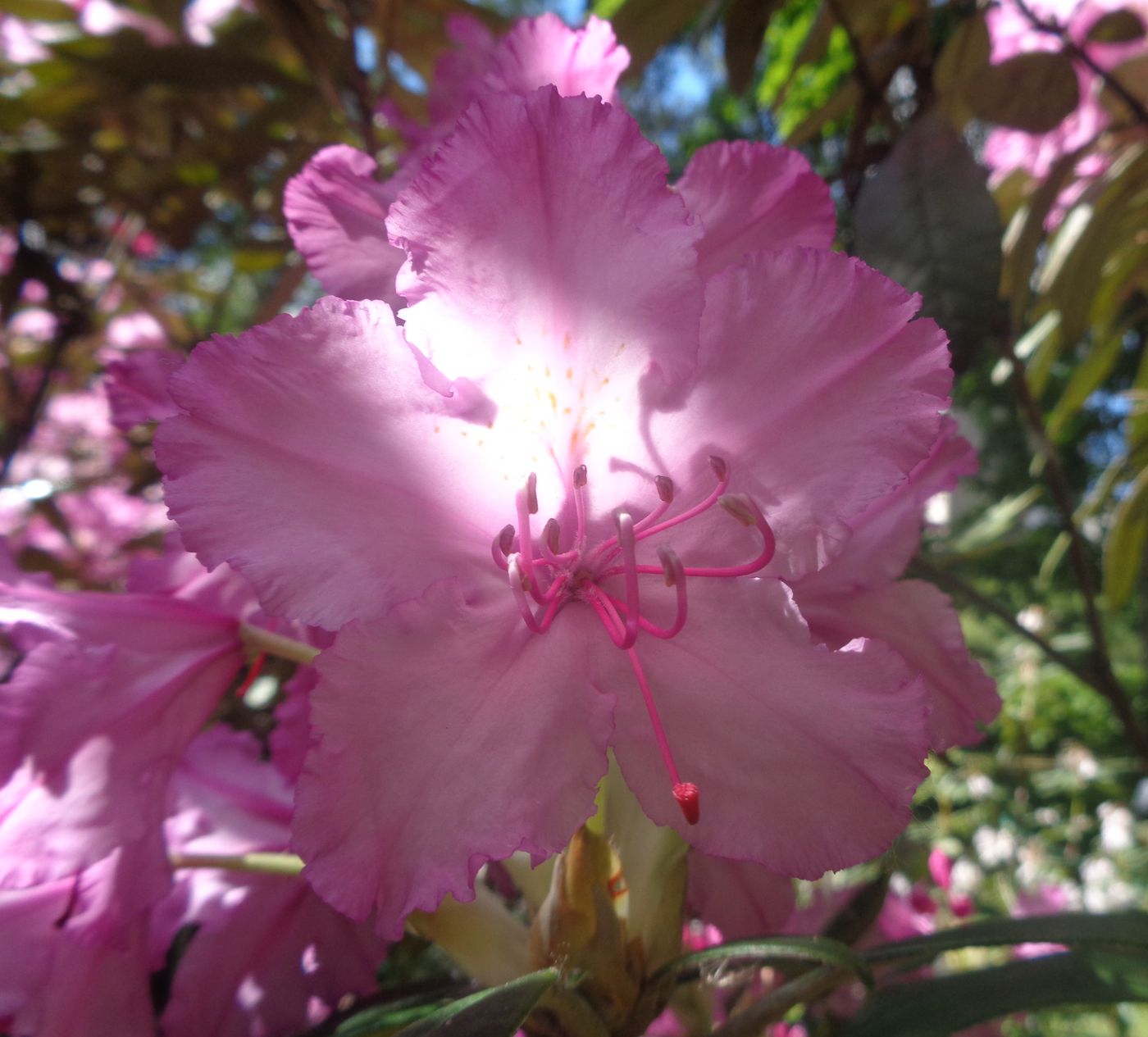Image of Rhododendron smirnowii specimen.