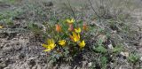 Anemone petiolulosa