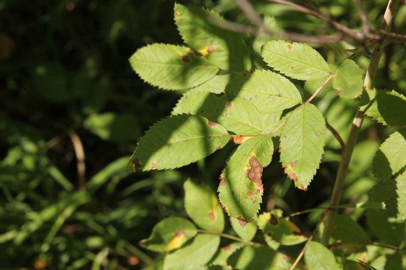 Изображение особи Rosa cinnamomea.