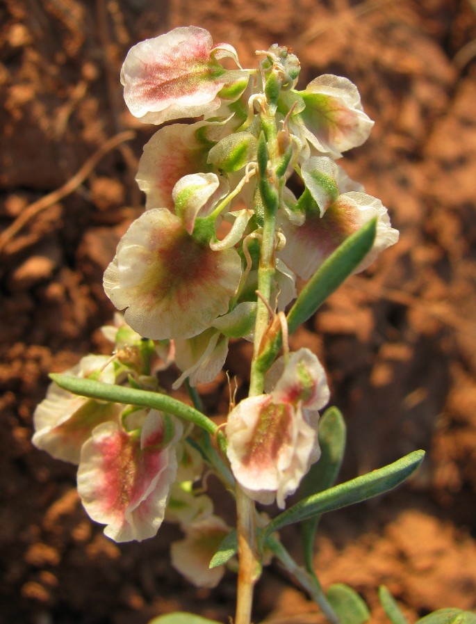 Изображение особи Atraphaxis frutescens.