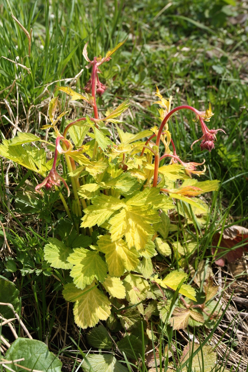 Изображение особи Geum rivale.