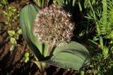 Allium karataviense