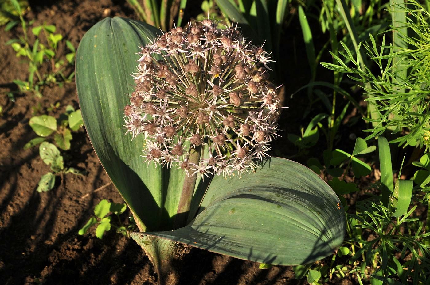 Image of Allium karataviense specimen.