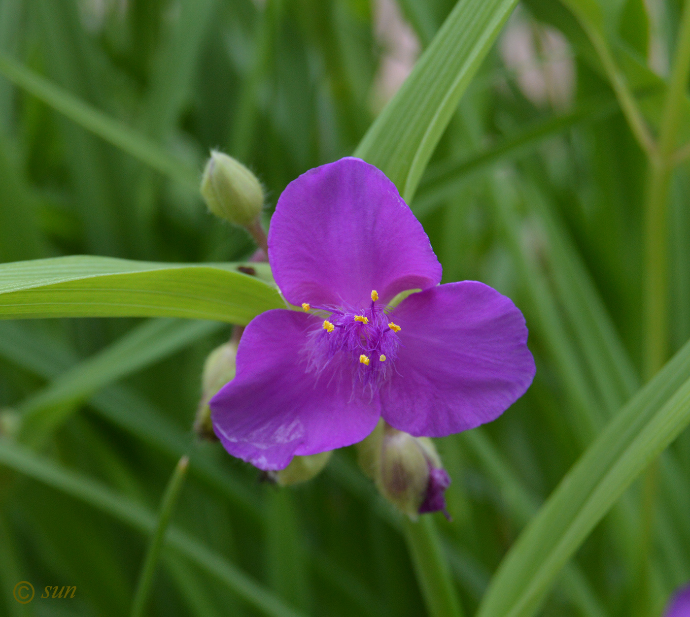 Image of Tradescantia virginiana specimen.