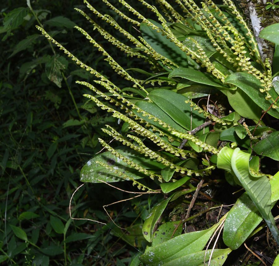 Изображение особи род Stelis.