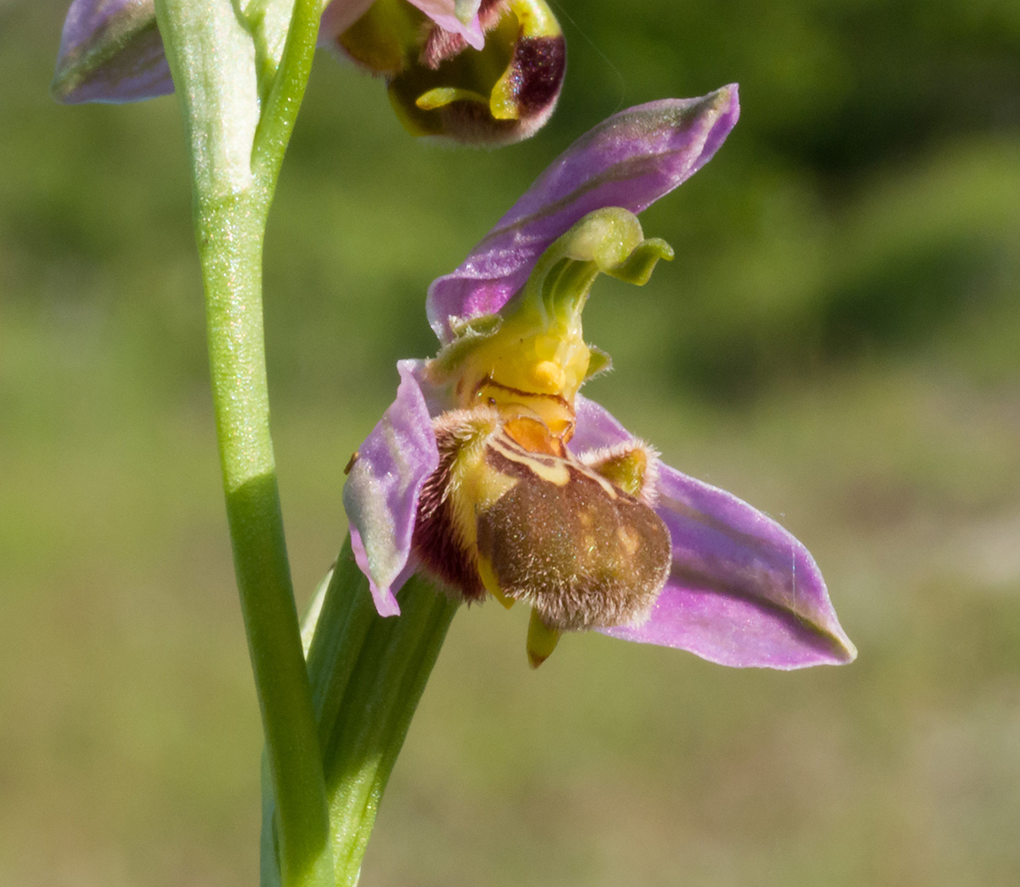 Изображение особи Ophrys apifera.