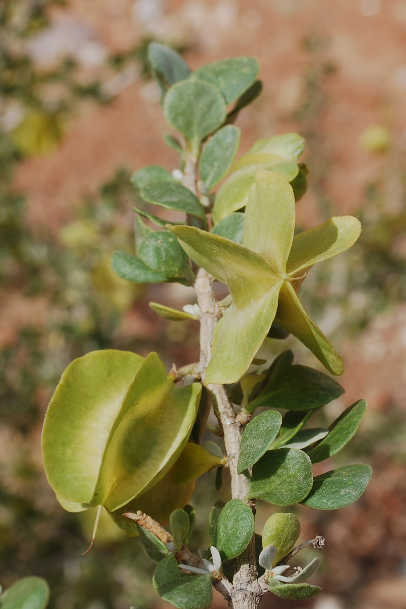 Image of Zygophyllum atriplicoides specimen.