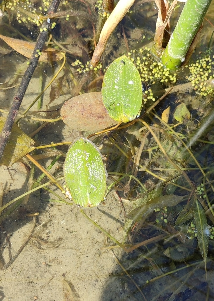 Image of Potamogeton natans specimen.