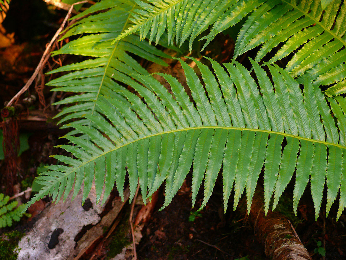 Image of Plagiogyria matsumureana specimen.