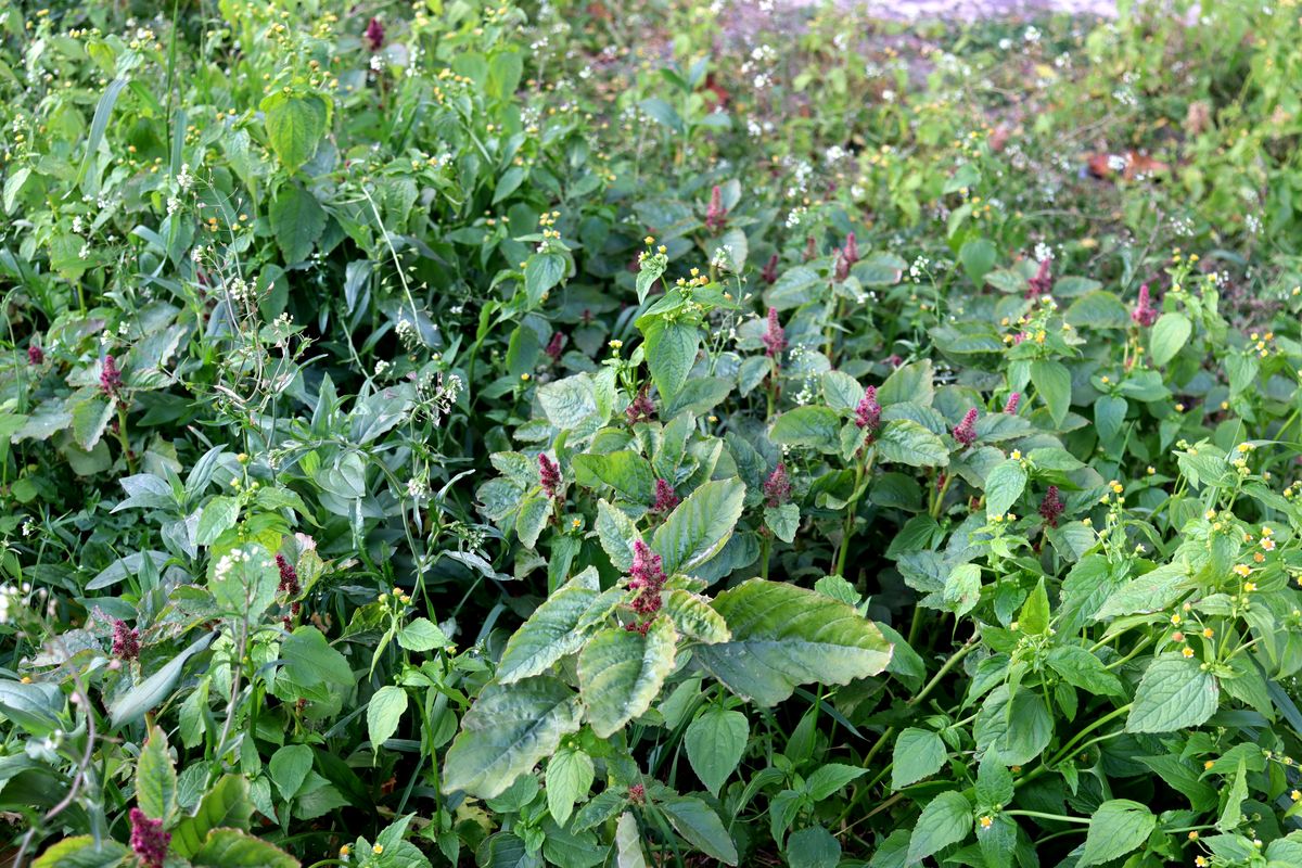 Image of Amaranthus cruentus specimen.