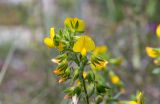 Ononis viscosa ssp. sicula