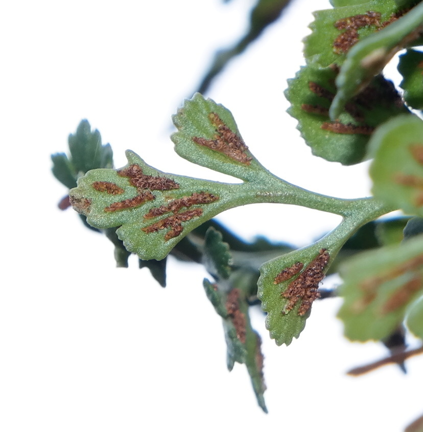 Image of Asplenium ruta-muraria specimen.