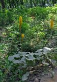 Ligularia fischeri