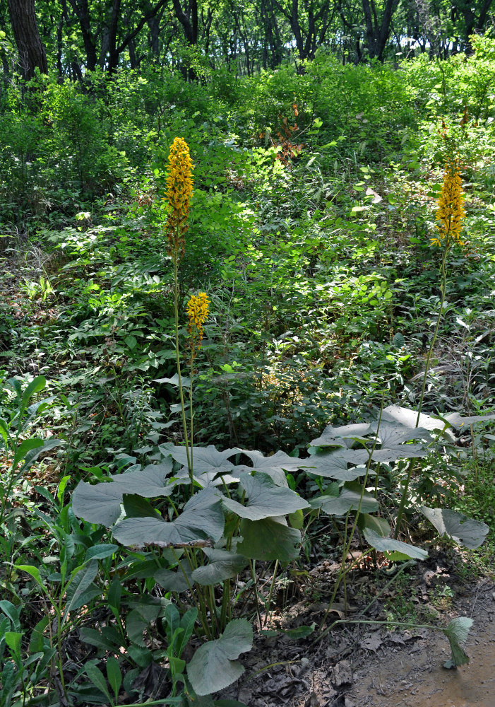 Image of Ligularia fischeri specimen.