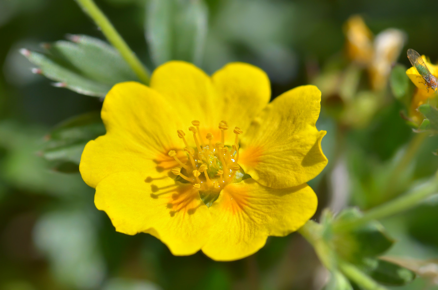 Изображение особи Potentilla gelida.