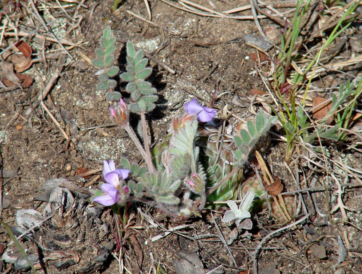 Image of Gueldenstaedtia verna specimen.