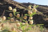 Astragalus globiceps