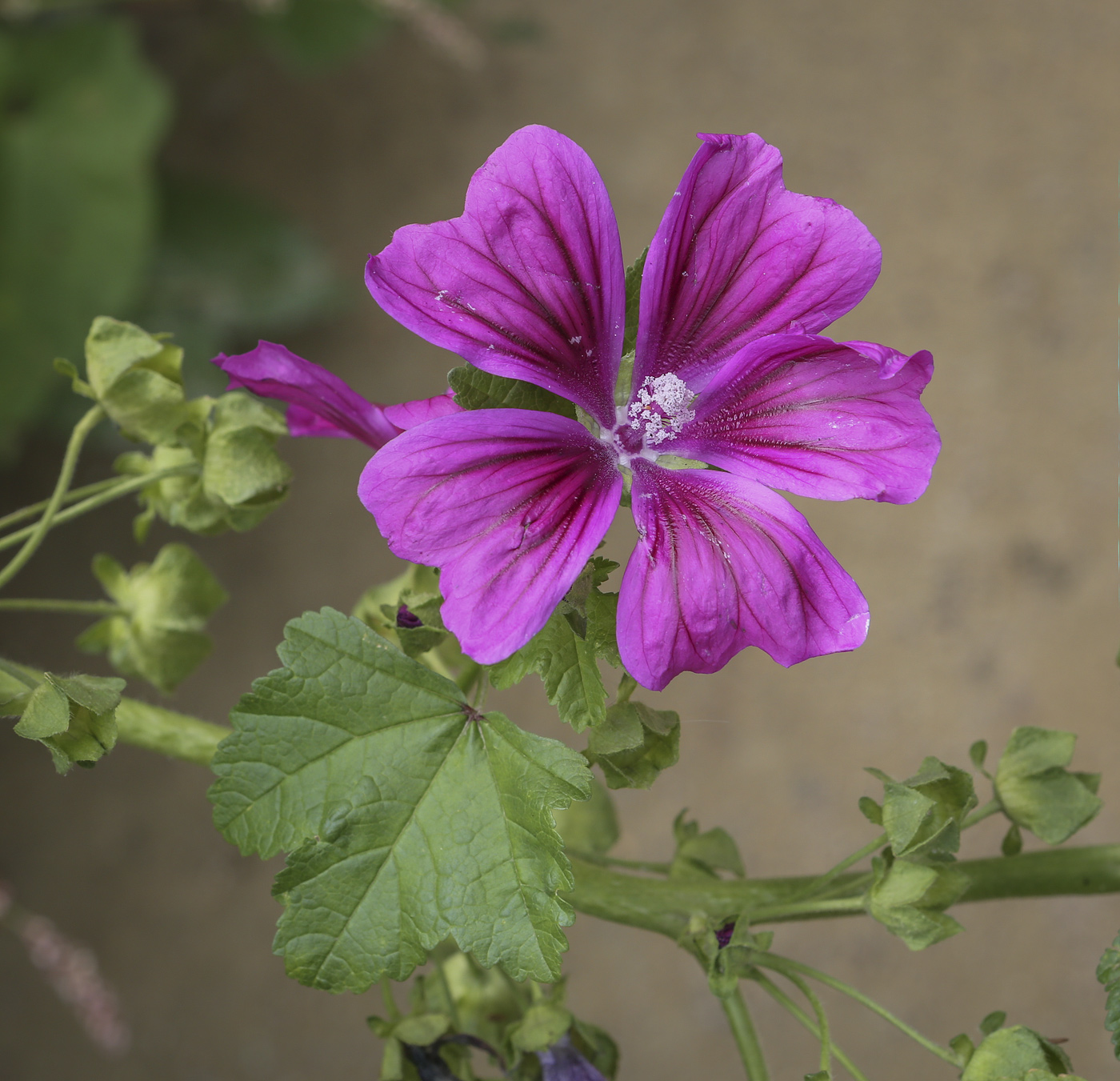 Изображение особи Malva mauritiana.