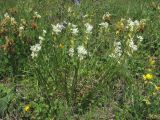 Polygala major