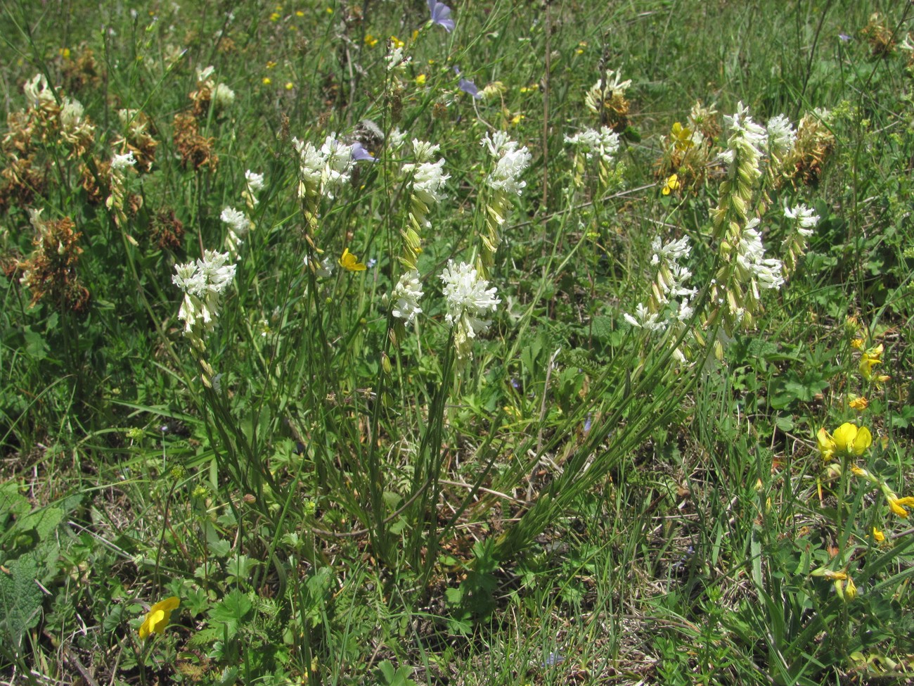 Изображение особи Polygala major.