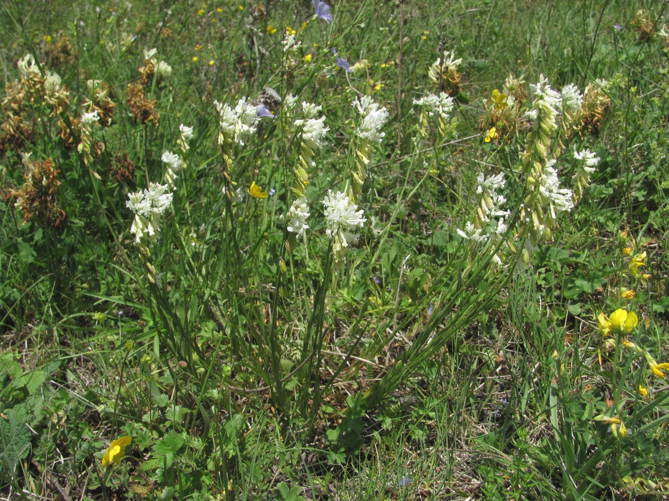 Изображение особи Polygala major.