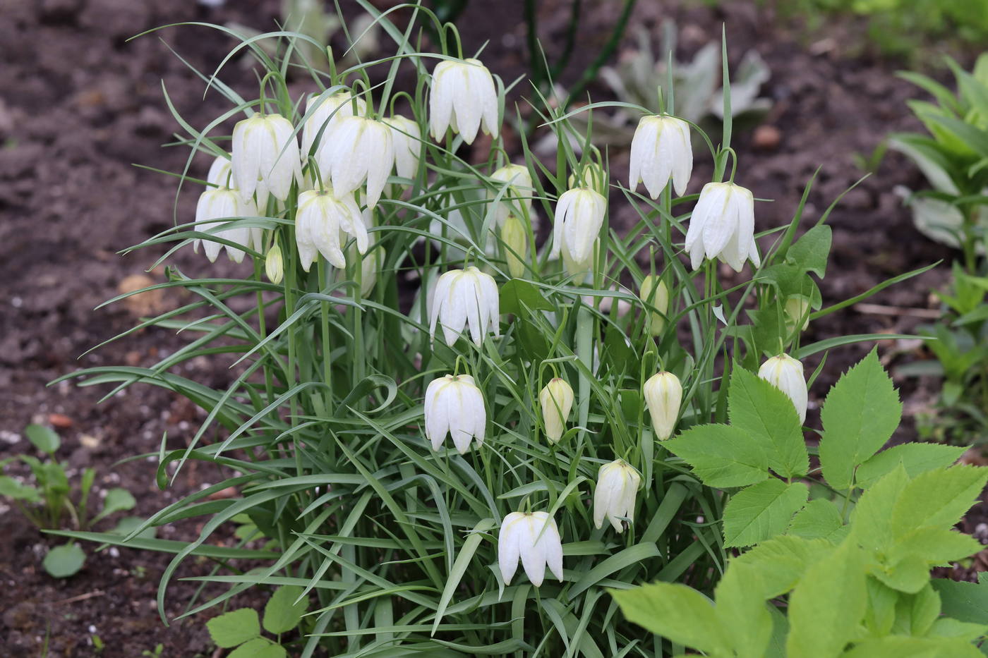 Image of Fritillaria meleagris specimen.