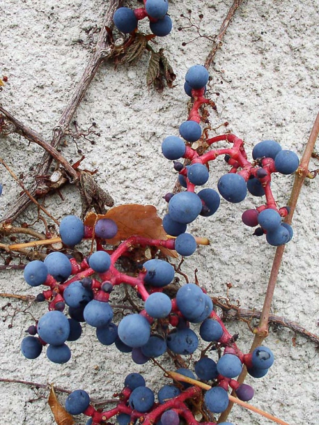 Image of Parthenocissus tricuspidata specimen.