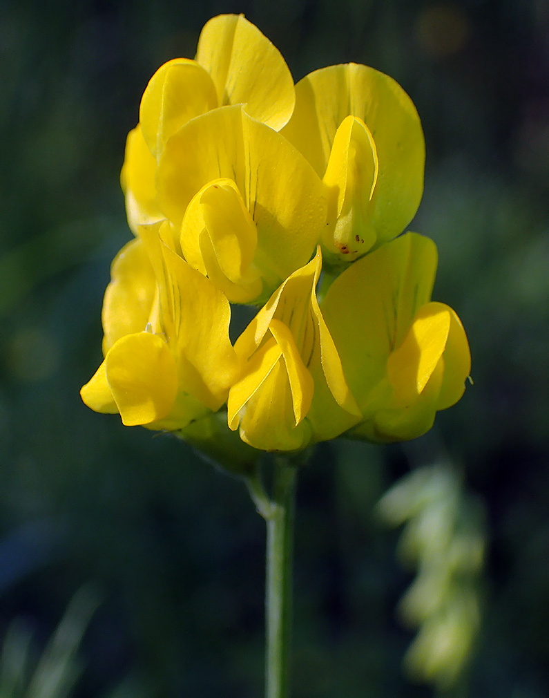 Изображение особи Lathyrus pratensis.