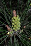 Pinus eldarica