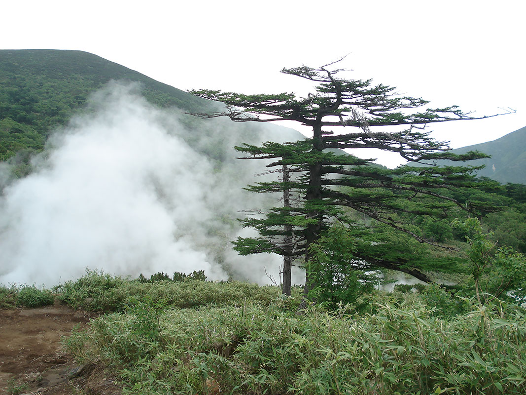 Image of Larix cajanderi specimen.