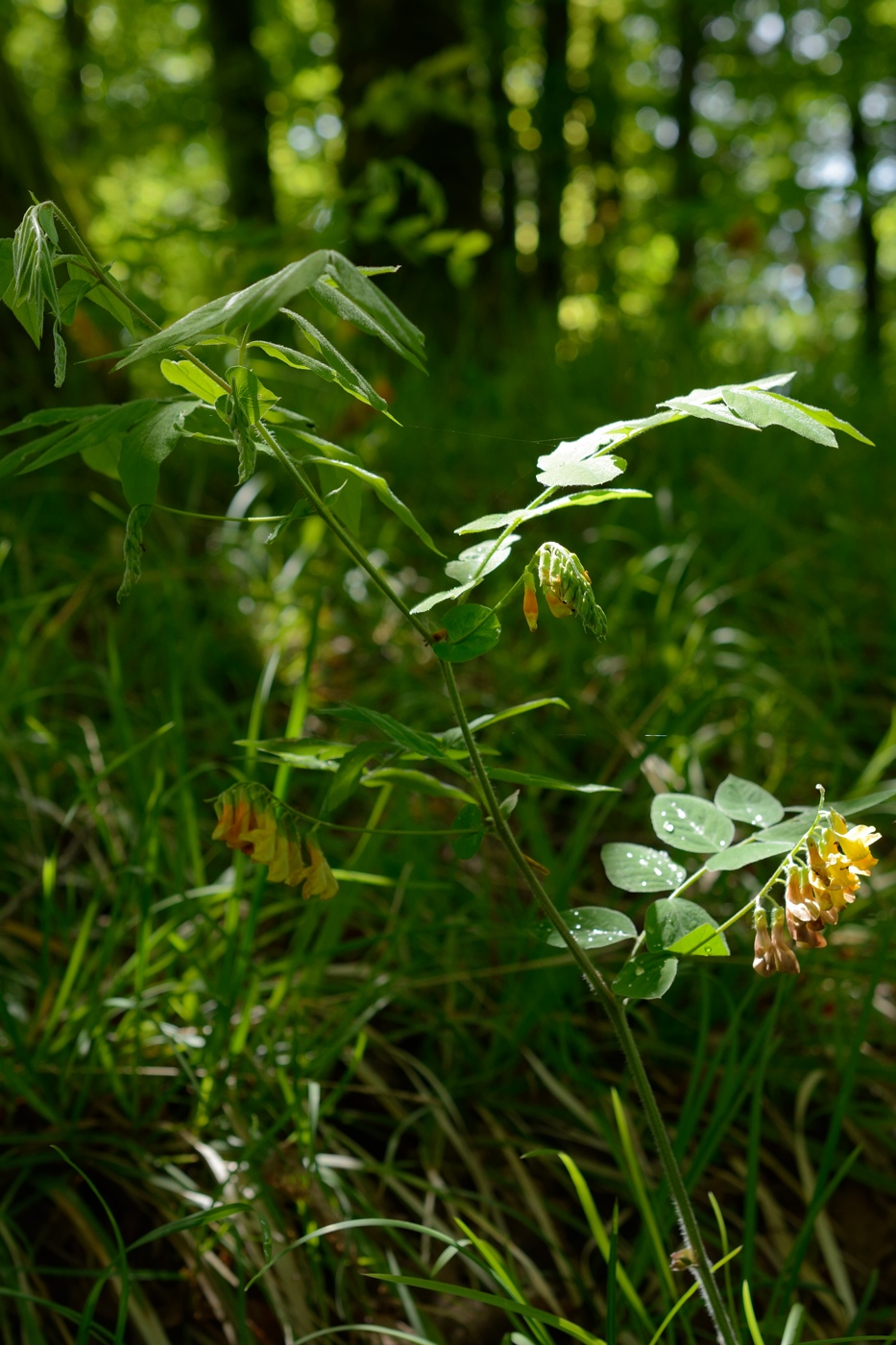 Image of Vicia crocea specimen.