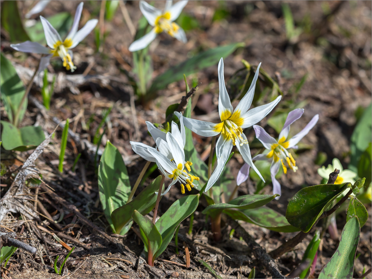 Изображение особи Erythronium caucasicum.