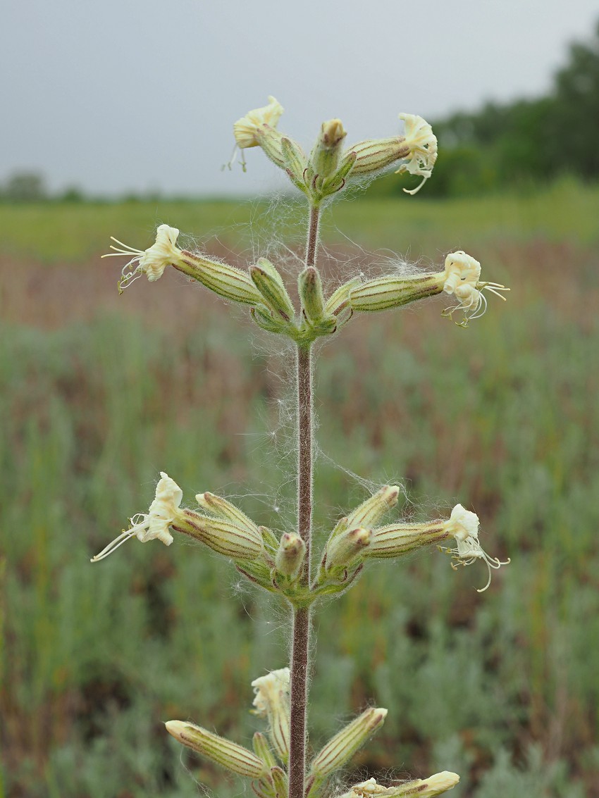 Image of Silene viscosa specimen.