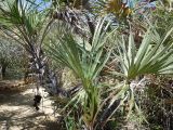 семейство Arecaceae. Верхушка вегетирующего растения. Мадагаскар, провинция Тулеария, регион Ациму-Андрефана, Arboretum d'Antsokay. 04.12.2019.