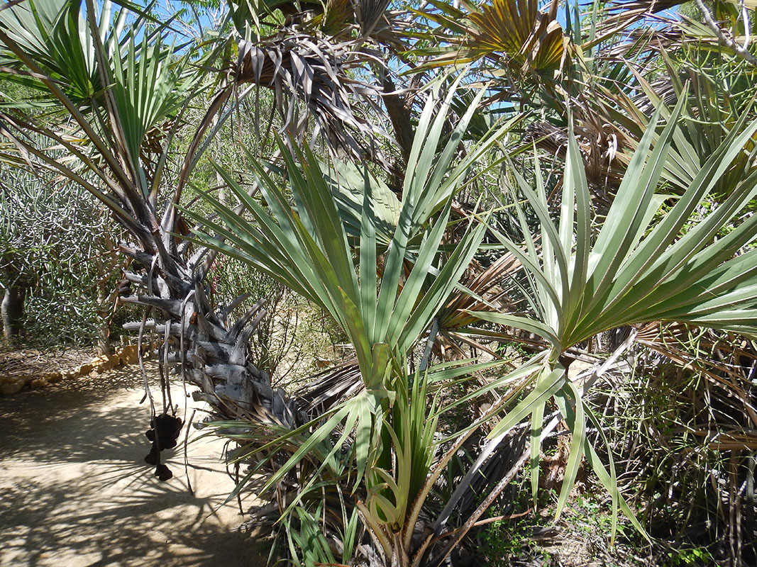 Image of familia Arecaceae specimen.