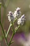 Centaurea pseudosquarrosa. Нераскрывшиеся соцветия. Южный Казахстан, нижний Боролдай, 2 км выше пос. Коктюбе. 23.06.2010.