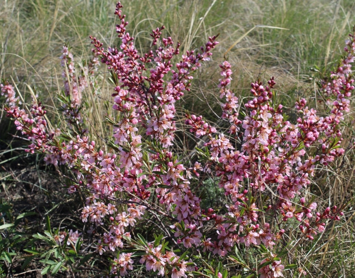 Image of Amygdalus nana specimen.