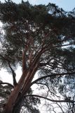 Pinus sylvestris. Крона старого дерева. Санкт-Петербург, Старый Петергоф, парк \"Сергиевка\". Январь 2008 г.