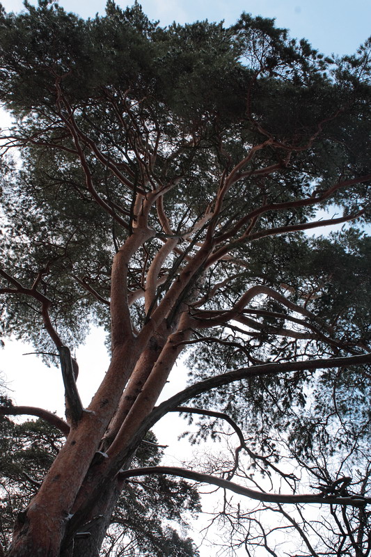 Изображение особи Pinus sylvestris.