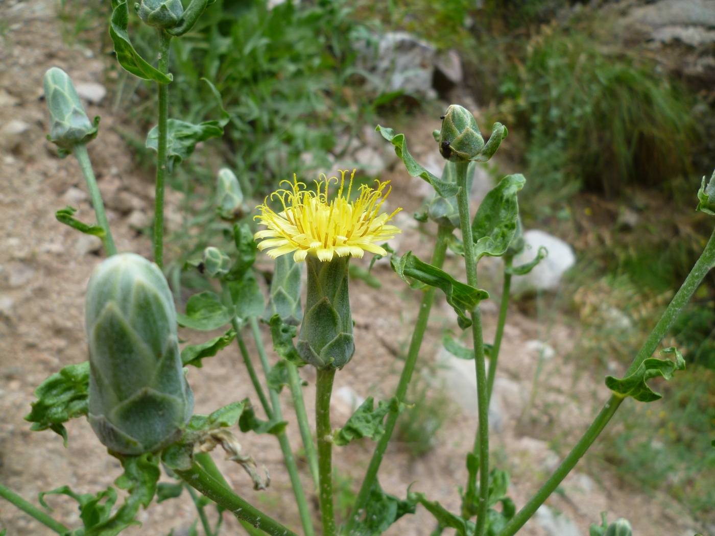 Image of Scorzonera tadshikorum specimen.
