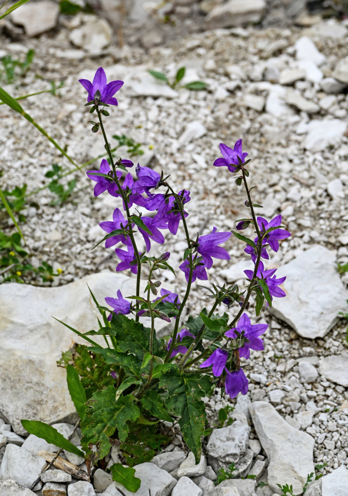 Изображение особи Campanula rapunculoides.