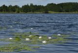 Nymphaea candida. Заросль цветущих растений. Марий Эл, Оршанский р-н, оз. Табашинское. 12.08.2022.