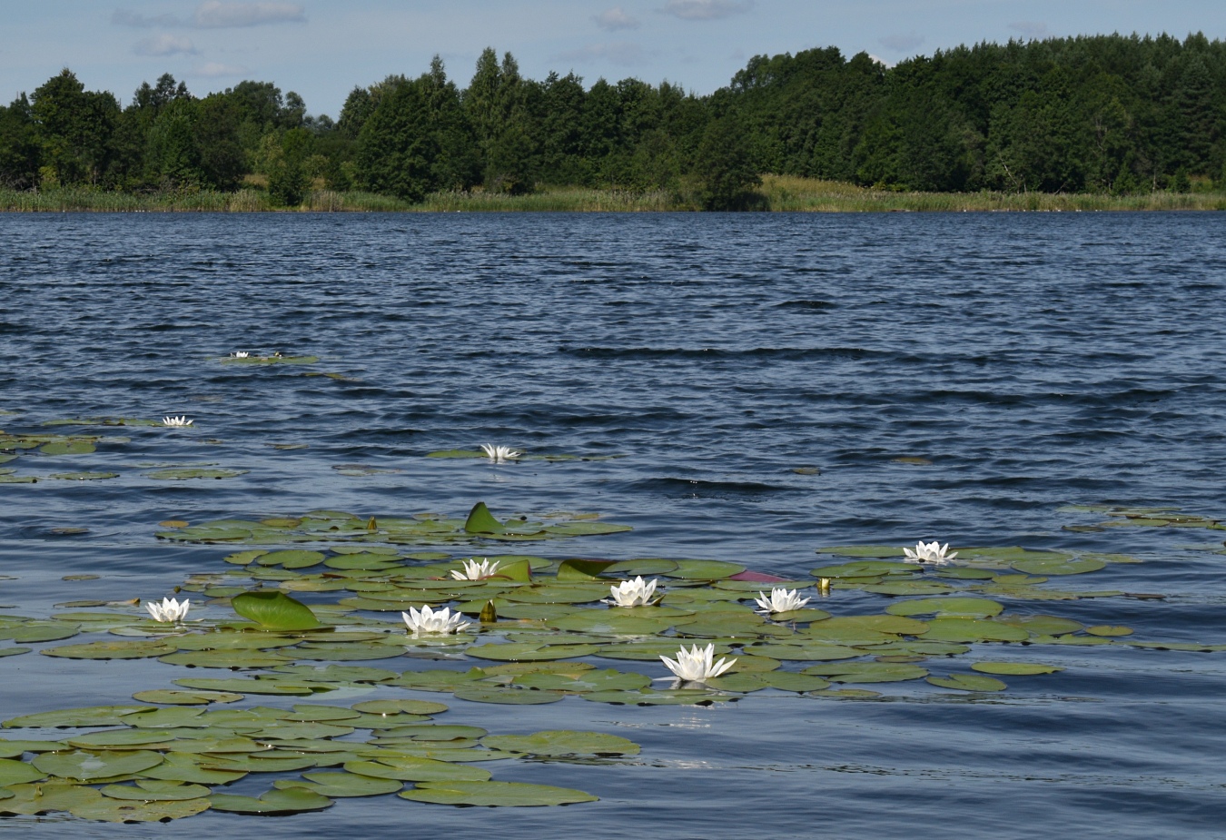 Изображение особи Nymphaea candida.