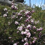 семейство Myrtaceae. Ветви с цветками и бутонами. Австралия, штат Тасмания, национальный парк \"Walls of Jerusalem\". 31.12.2010.