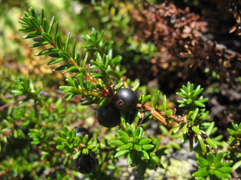 Image of Empetrum caucasicum specimen.