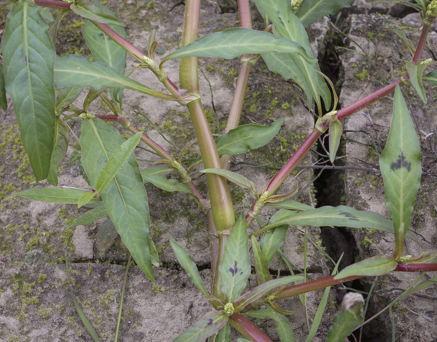 Image of Persicaria lapathifolia specimen.