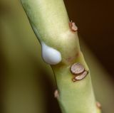 Euphorbia neococcinea