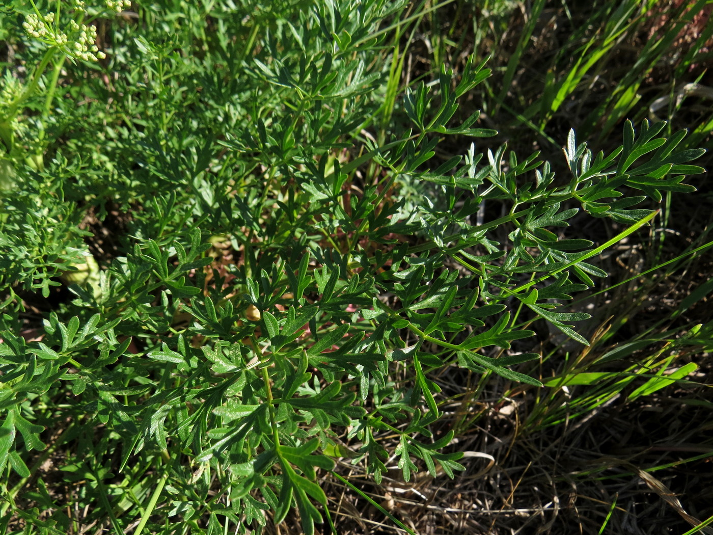 Image of Xanthoselinum alsaticum specimen.