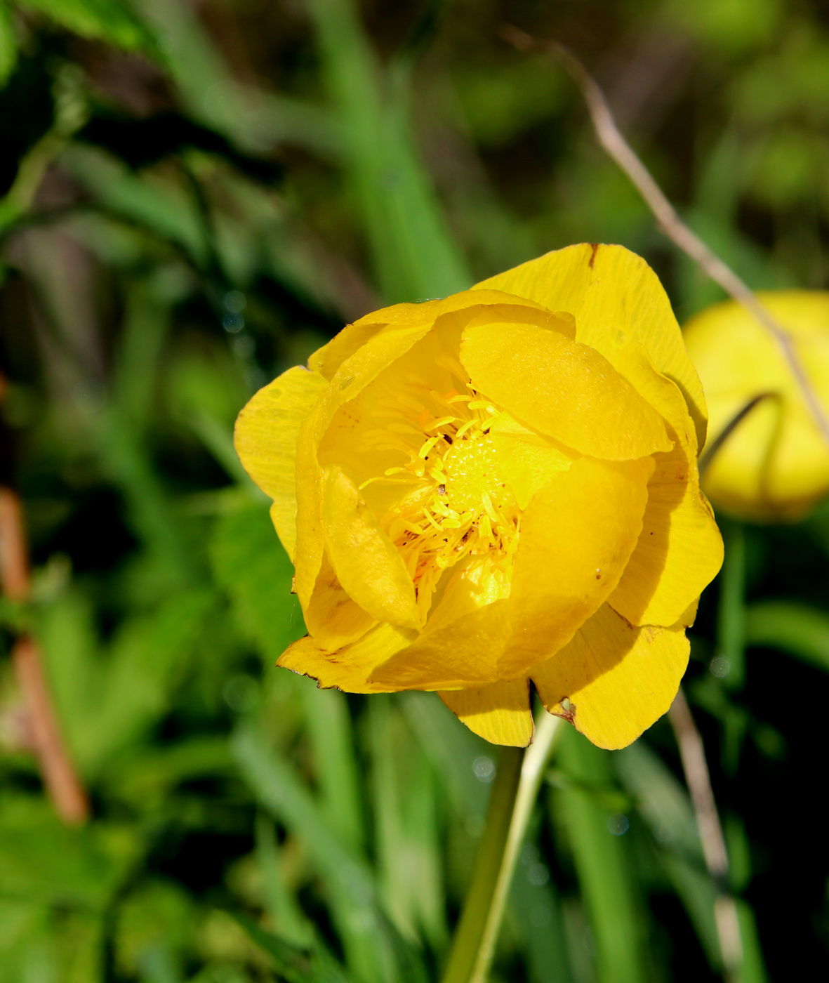 Image of Trollius europaeus specimen.