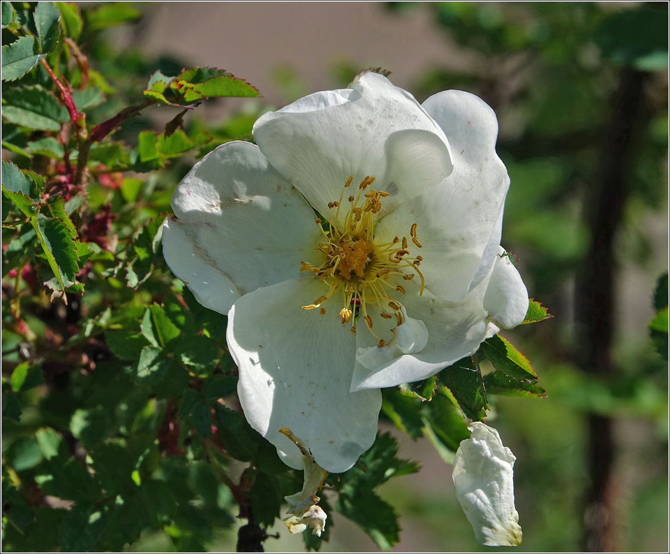 Image of Rosa spinosissima specimen.